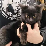 Znaleziono kota, Toruń, 21 listopada 2025