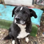 Wania - cudowny, ciepły, kochany psiak!