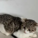 Kot do adopcji, Czartki, 21 listopada 2025