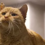 Znaleziono kota, Sosnowiec, 30 października 2025