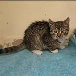 Znaleziono kota, Grudziądz, 22 listopada 2025