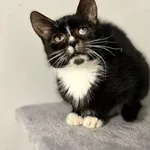 Oddam kota, Olsztyn, 22 listopada 2025