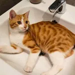 Zaginął kot, Łódź, 22 listopada 2025