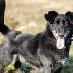 Oddam psa, Olsztyn, 22 listopada 2025