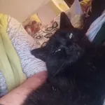 Zaginął kot, Łódź, 21 listopada 2025