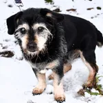 Znaleziono psa, Pieckowo, 20 listopada 2025