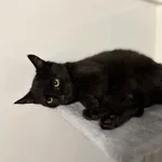 Oddam kota, Olsztyn, 22 listopada 2025