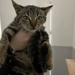 Kocurek poz. 25/876/K