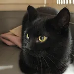 Kocurek poz. 25/878/K