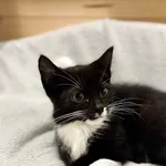 Oddam kota, Olsztyn, 22 listopada 2025