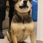 Znaleziono psa, Łódź, 22 listopada 2025