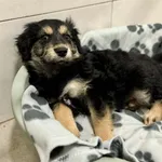 Pies do adopcji, Piła, 22 października 2025