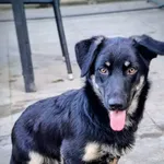 Sreberek - niewielki, domowy psiak szuka domu! 