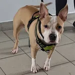 Znaleziono psa, Lublin, 23 listopada 2025