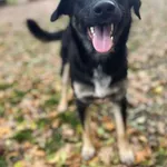 10 miesięczny Majlo - wesoły, przyjazny szczeniak!