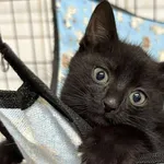 Kot do adopcji, Sosnowiec, 19 września 2025