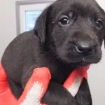 Lewa to suczka przywieziona w dniu 14.11.25r z terenu gm. Parysów, szczenię kontaktowe