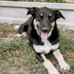 Tutka - sunia ideał, młoda, kotolubna, wesoła!