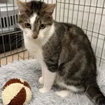 Kot do adopcji, Chojnice, 24 listopada 2025