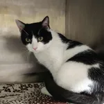 Kot do adopcji, Włocławek, 23 listopada 2025