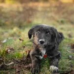 Coco - 6 miesięczna sunia SZCZENIAK szuka domu