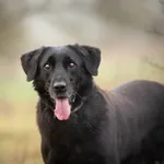 Uśmiechnięty Portos w typie labradora szuka domu!