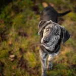 Wedel - wesoły 6 miesięczny SZCZENIAK szuka domu