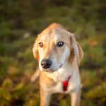 Wafel - biszkoptowy SZCZENIAK szuka domu!