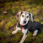 6 miesięczna Milka SZCZENIAK szuka domu! 