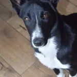 Pepa - wesoła, przyjazna suczka border mix szuka domu!