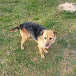 Zaginął pies, Łódź, 23 listopada 2025