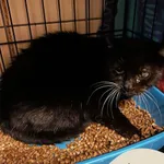 Znaleziono kota, Gdynia, 20 listopada 2025