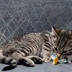 Znaleziono kota, Sosnowiec, 22 listopada 2025