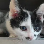 Znaleziono kota, Sosnowiec, 22 listopada 2025