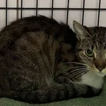 Znaleziono kota, Sosnowiec, 20 listopada 2025