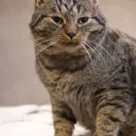 Znaleziono kota, Sosnowiec, 21 listopada 2025