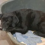 Pies do adopcji, Olsztyn, 1 listopada 2025