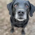 Pies do adopcji, Olsztyn, 1 listopada 2025