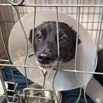 Pies do adopcji, Orzechowce, 11 października 2025