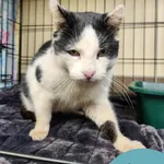 Znaleziono kota, Gdynia, 23 listopada 2025