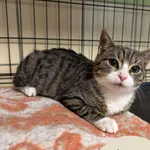 Znaleziono kota, Gdynia, 15 listopada 2025