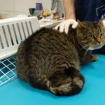 Znaleziono kota, Szczecin, 24 listopada 2025