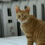 Zaginął kot, Łódź, 23 listopada 2025