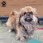 Znaleziono psa, Gdynia, 24 listopada 2025