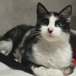 Znaleziono kota, Sosnowiec, 20 listopada 2025