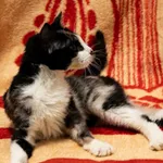 Znaleziono kota, Sosnowiec, 20 listopada 2025