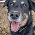 Pies do adopcji, Olsztyn, 6 listopada 2025