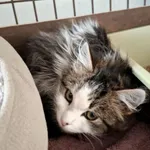 Kot do adopcji, Olsztyn, 20 listopada 2025