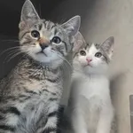 Znaleziono kota, Sosnowiec, 22 listopada 2025