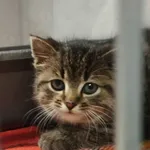 Znaleziono kota, Sosnowiec, 19 listopada 2025